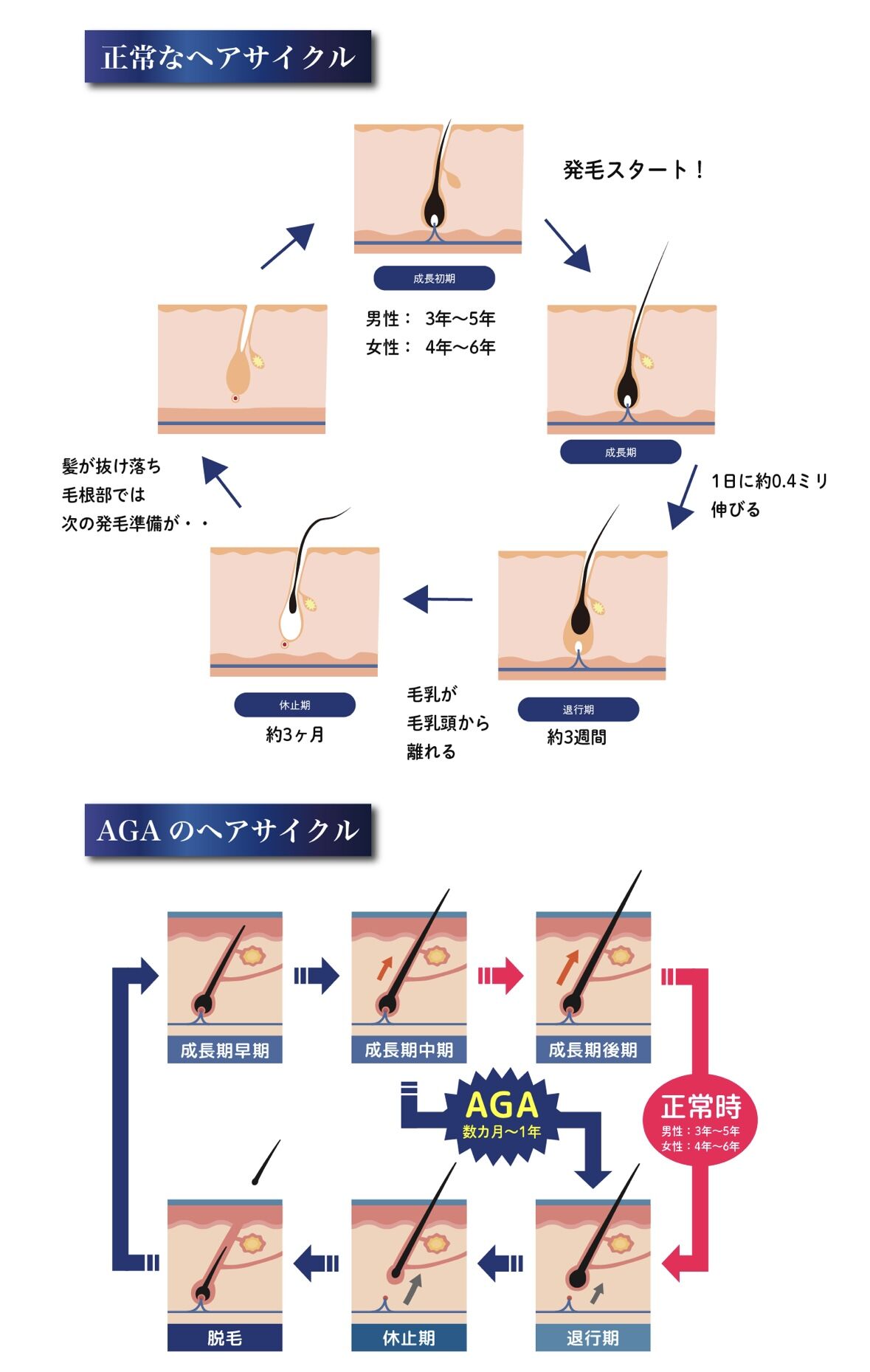 ヘアサイクル